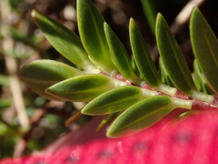 Pimelea gnidia