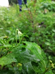 Capsicum frutescens