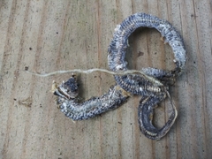 Coluber constrictor