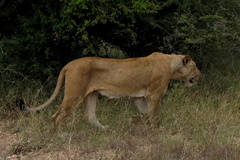 Panthera leo