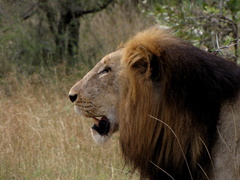 Panthera leo