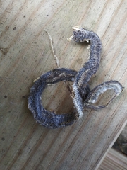 Coluber constrictor