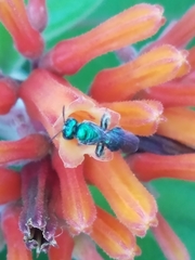 Calloceratina