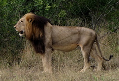 Panthera leo