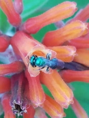Calloceratina