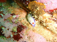 Hypselodoris capensis