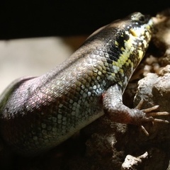 Trachylepis quinquetaeniata