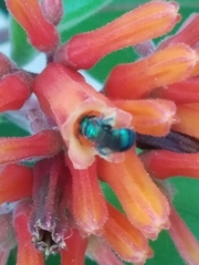 Calloceratina