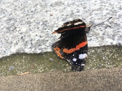 Vanessa atalanta