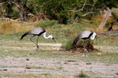 Bugeranus carunculatus