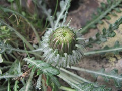 Jurinea filicifolia
