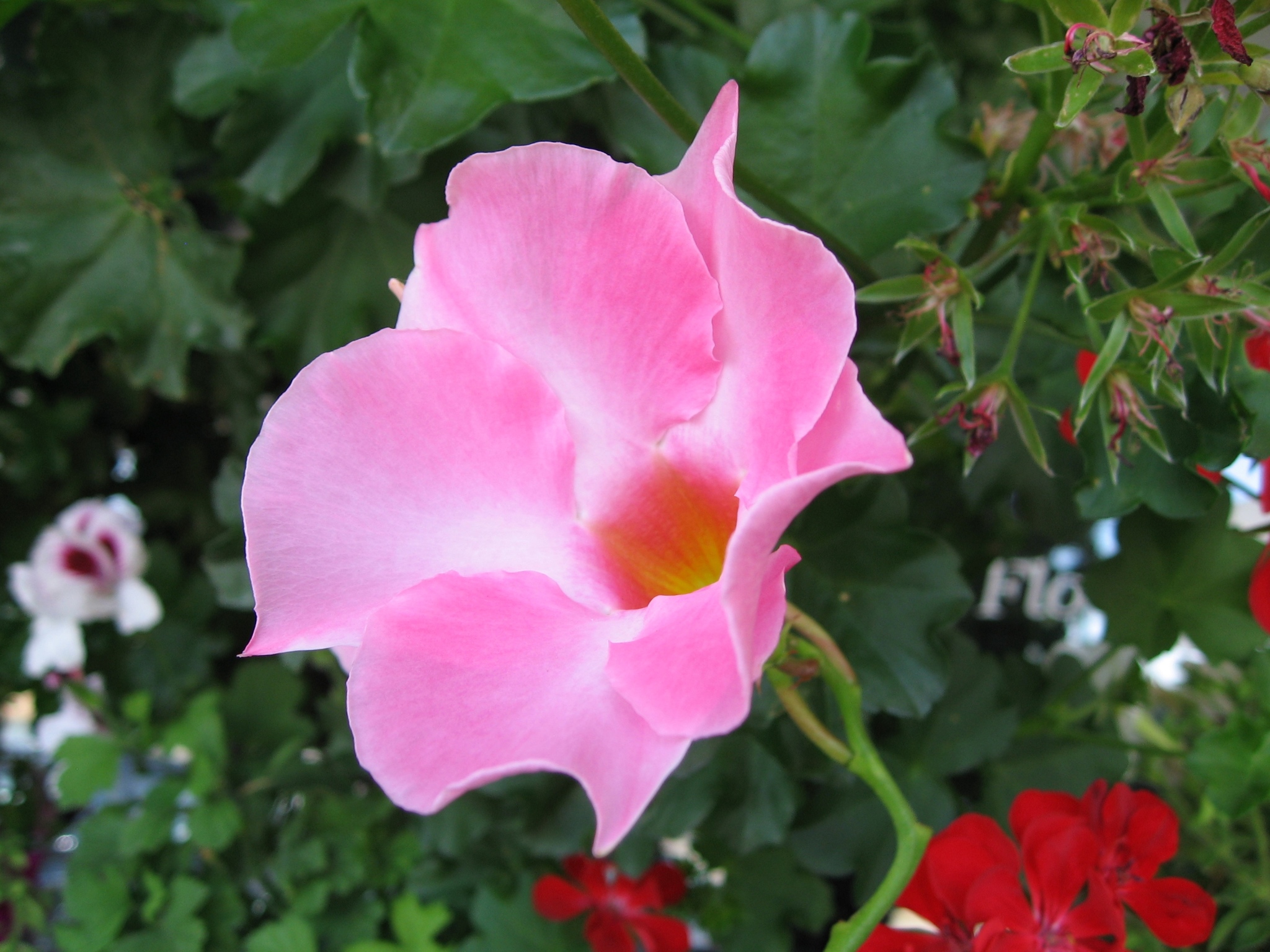 Mandevilla