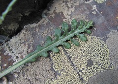 Jurinea filicifolia