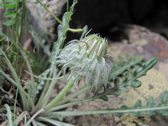 Jurinea filicifolia