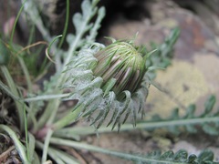 Jurinea filicifolia