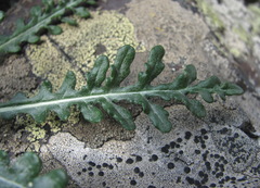 Jurinea filicifolia