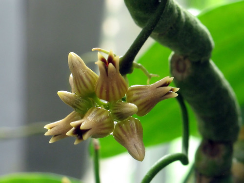 Dischidia ovata