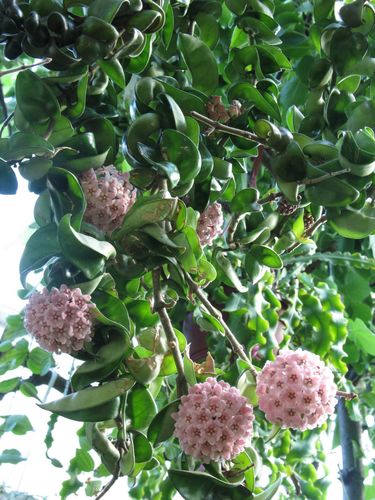 Dischidia ovata