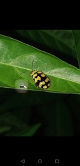 Alagoasa jacobiana