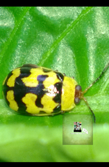 Alagoasa jacobiana