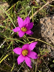Romulea cruciata