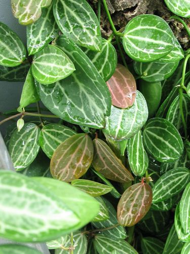 Dischidia ovata