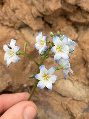 Zephyra elegans