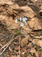 Zephyra elegans