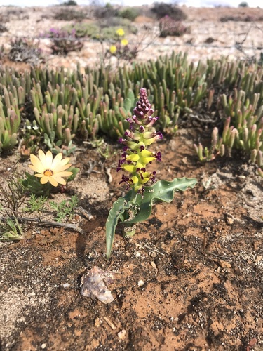 Lachenalia framesii