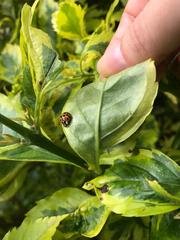 Harmonia axyridis