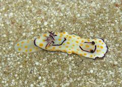 Goniobranchus annulatus