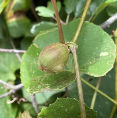 Ampelomyia vitispomum