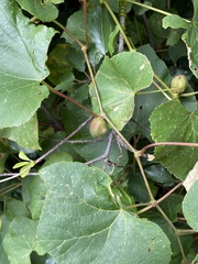 Ampelomyia vitispomum