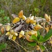 Dischidia rafflesiana - Photo (c) Bernard DUPONT, μερικά δικαιώματα διατηρούνται (CC BY-NC-SA)