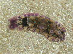 Dendrodoris krusensternii