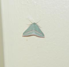 Chlorerythra rubriplaga