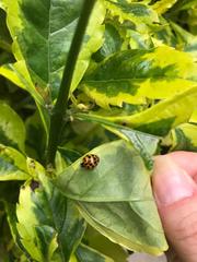 Harmonia axyridis