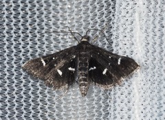 Diasemiodes nigralis