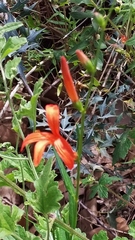 Anisacanthus quadrifidus