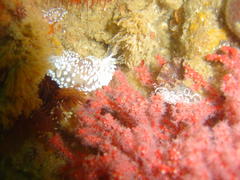 Antiopella longidentata