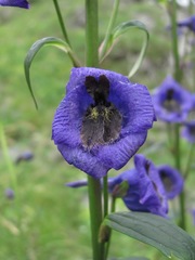 Delphinium flexuosum