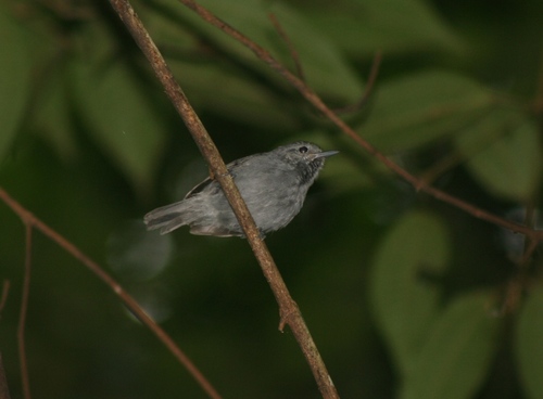 Unicolored Antwren