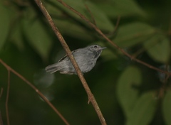 Myrmotherula unicolor