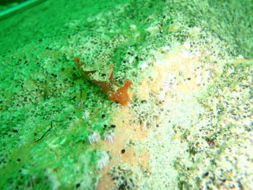 Notobryon thompsoni