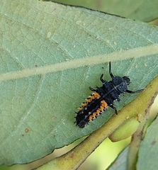 Harmonia axyridis