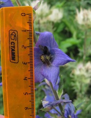 Delphinium flexuosum