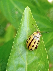 Alagoasa seriata