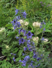 Delphinium flexuosum