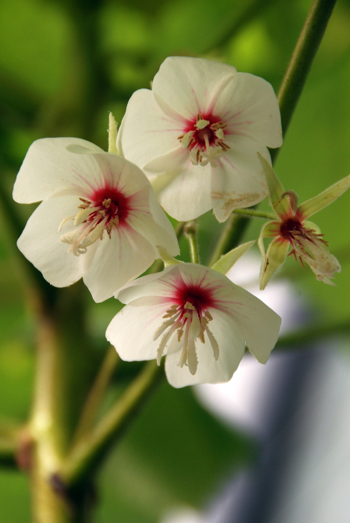 Silver Dombeya