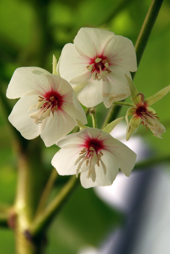 Dombeya pulchra